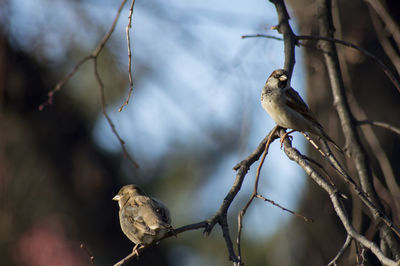 Close-up of bird perching on branch