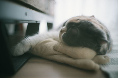 Close-up of cat sleeping
