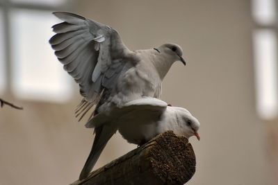 Close-up of seagull flying