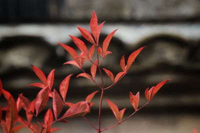 Close-up of red flowers