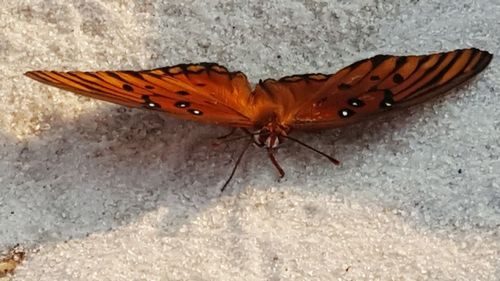 Close-up of butterfly on leaf