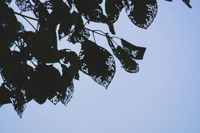 Low angle view of tree against clear sky