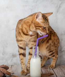 Domestic cat drinks fresh milk from a bottle through a straw.