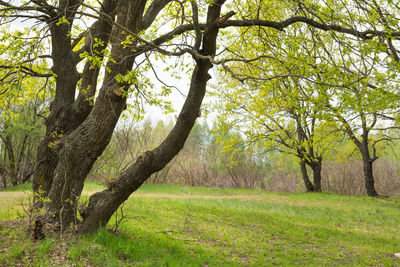 View of trees in forest