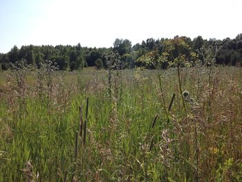 Scenic view of field against clear sky