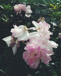 Close-up of pink flowers