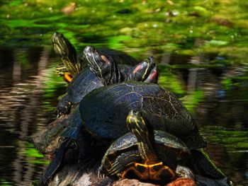 Turtle in a pond