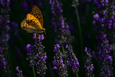 Close-up of butterfly pollinating on purple flower