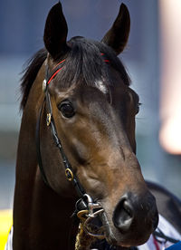 Close-up of a horse