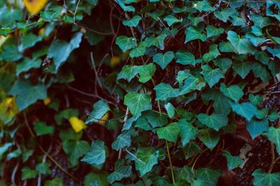 Full frame shot of ivy