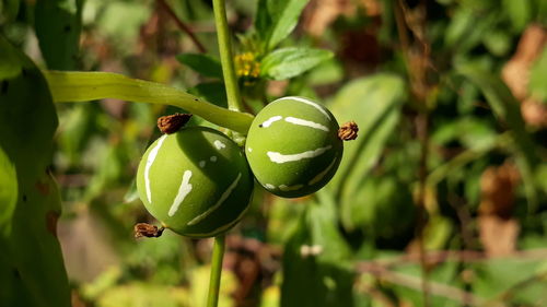 Close-up of fruits on tree