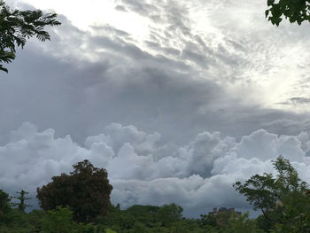 Low angle view of trees against sky