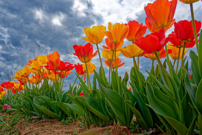 Close-up of yellow flowering plants on field