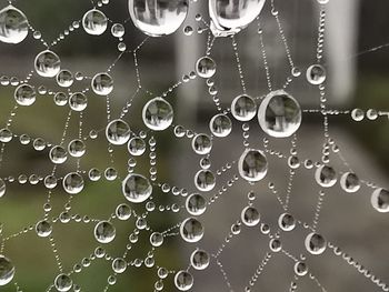 Close-up of water drops on spider web