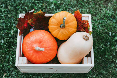 Wooden box with various pumpkins stands on the grass