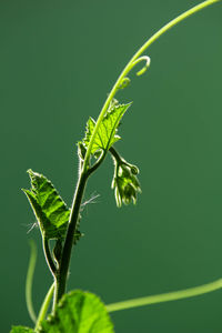 Close-up of green plant