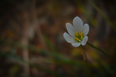 Close-up of white flowers blooming outdoors