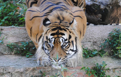 Close-up portrait of tiger