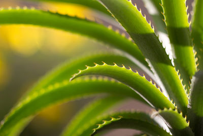 Close-up of spiked plant