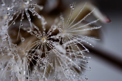 Close-up of wet dandelion