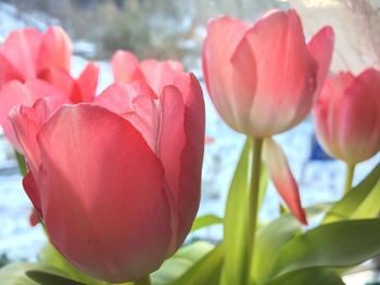 Close-up of pink tulips blooming outdoors