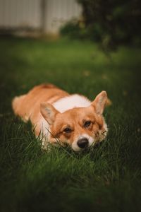 Portrait of dog relaxing on field