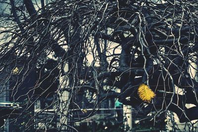 Close-up of yellow flowers blooming outdoors