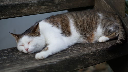 Close-up of cat sleeping