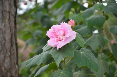 Close-up of pink flowering plant