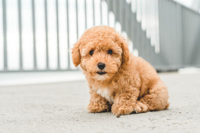 Brown puppy poodle on floor