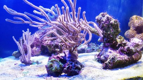 Close-up of coral swimming in sea