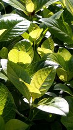 High angle view of leaves