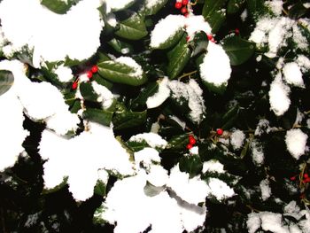 Close-up of white flowers on tree
