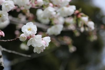 Close-up of white flowers blooming on tree