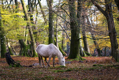 Sheep standing in a forest