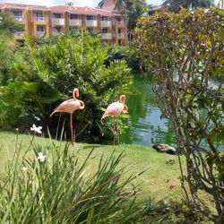 Plants growing on landscape