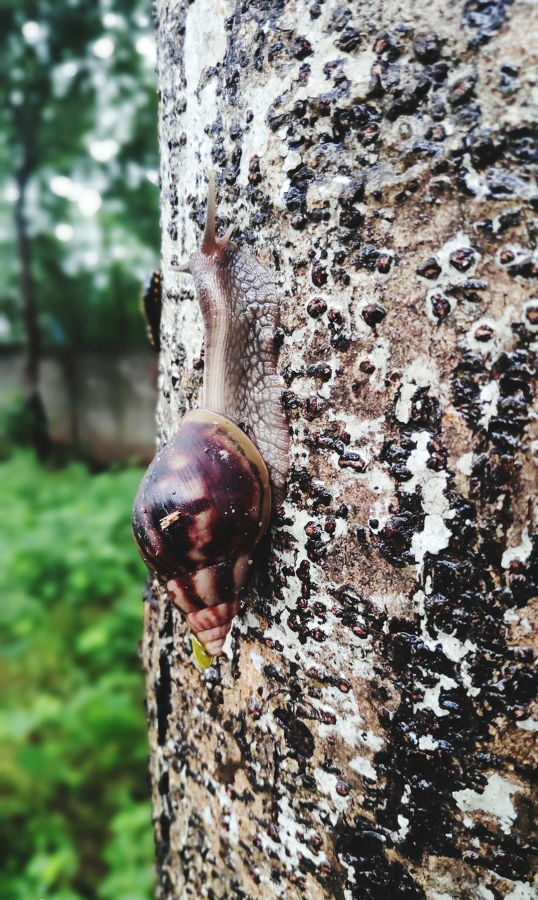 CLOSE-UP OF SNAIL IN TREE TRUNK