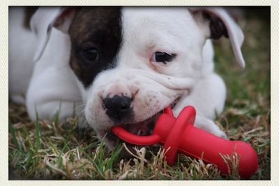 Close-up portrait of puppy