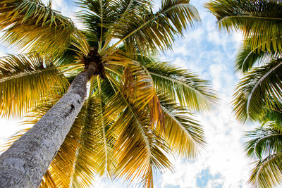 Low angle view of palm trees against sky