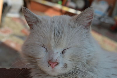 Close-up portrait of cat with eyes closed