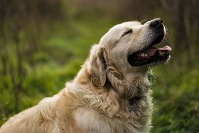 Close-up of a dog on field