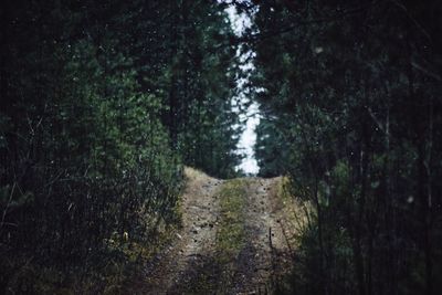 Footpath amidst trees in forest