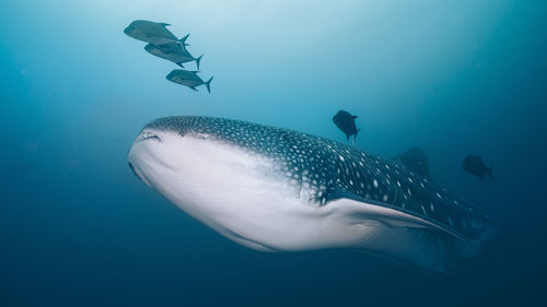 Fish swimming in sea