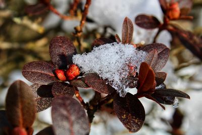 Close-up of frozen berries on plant during winter