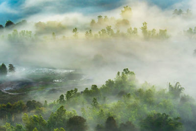 Panoramic shot of trees against sky