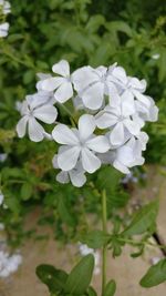 Close-up of white flowers blooming outdoors