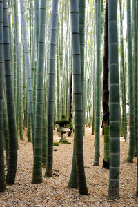 View of bamboo trees in the forest