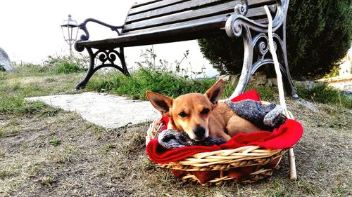 Dog looking away while sitting on wicker basket