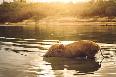 Pig swimming in lake
