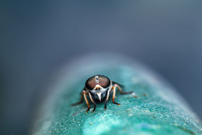 Close-up of a horse fly's compound eyes